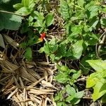 Manettia luteorubra Hábito