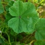 Malva neglecta Blatt