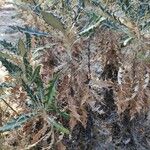 Ptilostemon hispanicus Leaf