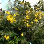 Tagetes lemmonii Vivejo