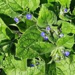 Pentaglottis sempervirens Flors