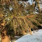 Pinus jeffreyi Feuille