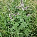 Mentha longifolia Hábitos