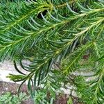 Banksia ericifolia Feuille