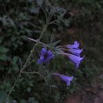 Echinacanthus attenuatus Flor