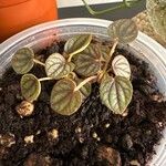 Peperomia albovittata Ліст