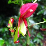Impatiens hians Flower
