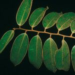 Diospyros guianensis Folha