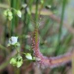 Drosera binata Yaprak