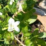 Catharanthus roseusFlors