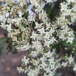 Lawsonia inermis फूल