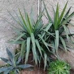 Yucca gloriosaFolha