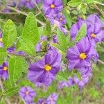 Lycianthes lycioides Folha