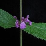 Stachys rigida ᱛᱟᱦᱮᱸ