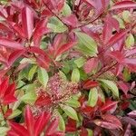 Photinia fraseri 整株植物