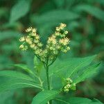 Penthorum sedoides Habit