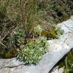 Saxifraga paniculata Leaf