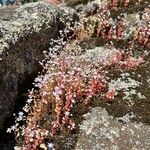 Sedum caeruleumFlower