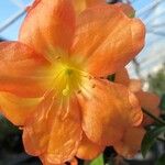 Rhododendron acrophilum 花