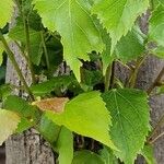 Tilia mongolica 葉