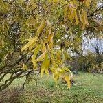 Salix babylonicaFolha