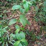 Miconia crenata Plante entière