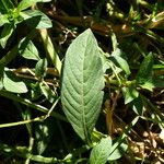 Ludwigia peruviana Leaf