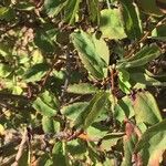 Spiraea chamaedryfolia Natur