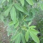 Cajanus cajan Leaf