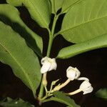 Lacmellea panamensis 花