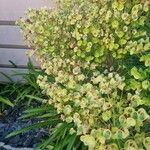 Euphorbia × martini Цветок