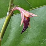 Ischnosiphon puberulus Flor