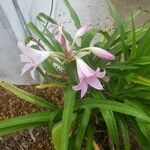 Crinum bulbispermumKvět