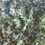 Acacia podalyriifolia Hoja