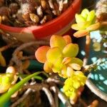 Sedum kimnachii Frunză