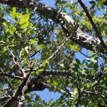Zanthoxylum chalybeum पत्ता