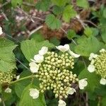 Viburnum opulusЦвят