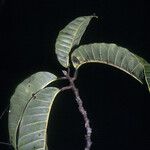 Maquira sclerophylla Blad