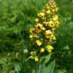 Verbascum lanatum Çiçek