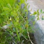 Medicago laciniata Συνήθη χαρακτηριστικά