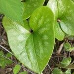 Hexastylis arifolia Leht