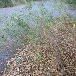 Desmodium tortuosum Yeri