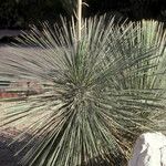 Yucca elata Habitus