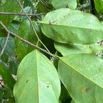Ruptiliocarpon caracolito 葉