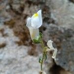 Antirrhinum graniticum Květ