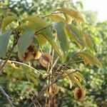 Combretum micranthum Frucht