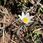 Anemone vernalisFlower