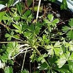 Potentilla argentea Pokrój