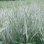 Phalaris arundinacea Habit