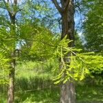 Taxodium distichumFeuille